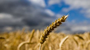 Die Hoffnung stirbt zuletzt