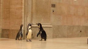 Pinguine machen Ausflug ins Museum