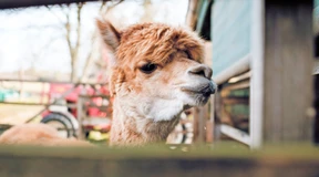 Kann man bei einer Alpaka-Wanderung entspannen?