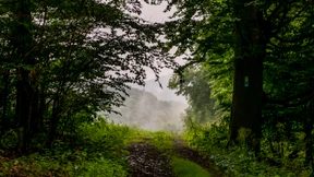 Jagdverband warnt vor Urwald