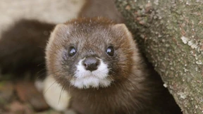 Nerzfarmen in den Niederlanden müssen schließen