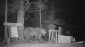 Tierisch wildes Nachtleben