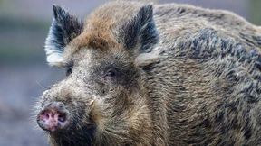 Wo Schweine schwimmen