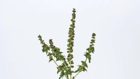 Angriff auf die Lunge