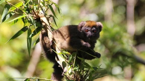 „Sie schütteln die Bäume bis die Primaten herunterfallen“ 