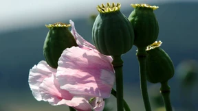 Eine Brauerei für harte Drogen