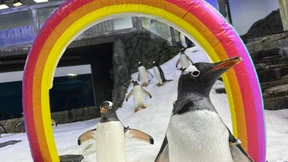 Schwuler Pinguin Sphen in Australien gestorben