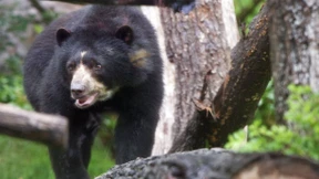 Brillenbären-Babys an Weihnachten geboren