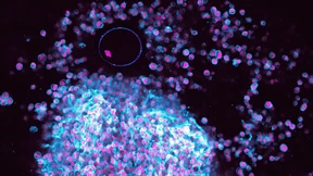 Forschung jenseits der Grenzen