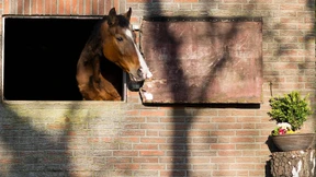 „Es darf jetzt nicht darum gehen, zum Spaß zu reiten“
