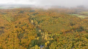 Wo die Bäume ihre Blätter verlieren