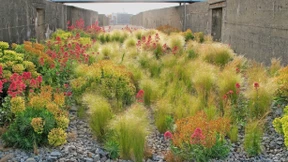 Der Meister des Laissez-faire