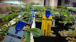 Microsoft wagt sich ins heikle Marihuanageschäft