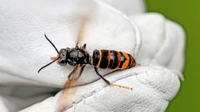 Asiatische Hornisse breitet sich aus