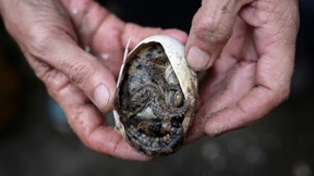 Die letzten Retter des Orinoko-Krokodils