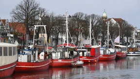 Experten raten zu Fangstopp für Hering