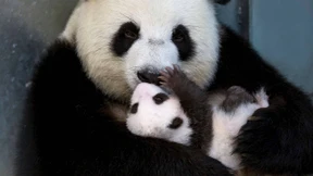 Kleine Panda-Zwillinge entwicklen sich prächtig