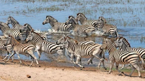 Auf der Spur der Zebras