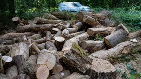 Mit GPS-Trackern gegen Holzdiebstahl