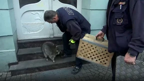 „Betrunkener Waschbär auf dem Weihnatsmarkt
