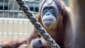 Orang Utan bei Ausbruch aus Zoo erschossen