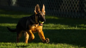 Joe Biden hat einen neuen Schäferhund