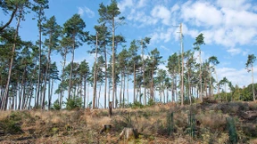 Hoffen auf natürliche Verjüngung