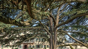 Magische Baumriesen in Südhessen