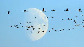 Haben Zugvögel das Virus im Gepäck?