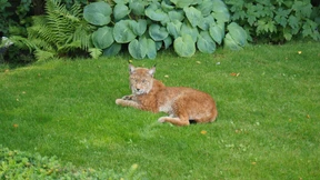 Taunus-Luchs „M12“ eingeschläfert