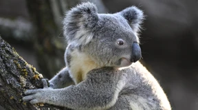 Ein ziemlich kleiner Koala