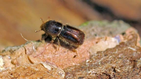 Mehr Borkenkäfer in Hessens Wäldern