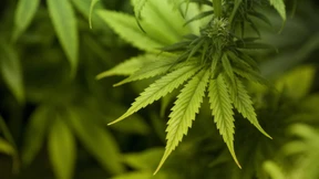 Hat Lidl gegen das Betäubungsmittelgesetz verstoßen?