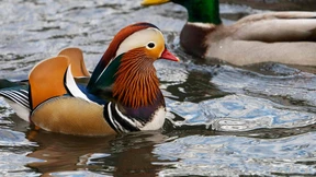 Seltener Vogel gesichtet