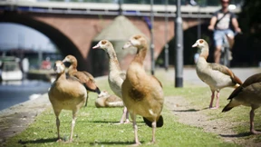 Minder anziehend ist ihr Wesen