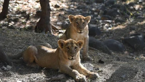 Endlich Wasser für die Löwen im Gir Nationalpark