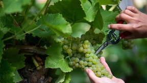 Risse in der Winzerwelt  