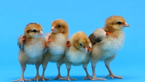 Die überhitzte Natur