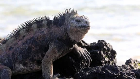 Meeresschutzgebiet um Galápagos-Inseln wird größer