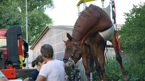 Feuerwehr rettet Pferd mit Kran