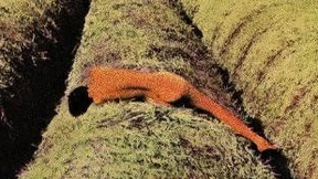 Der Koch, der Dieb und der Liebhaber oder so ähnlich