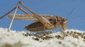 Sardinien wird von Heuschreckenplage heimgesucht