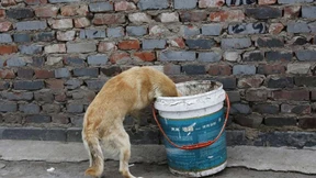 In Rumänien gehen die Hunde auf die Straße