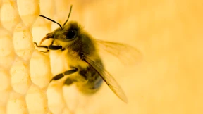 Es muss getanzt werden