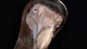 Plumper Bodenbrüter mit Diamantenaugen