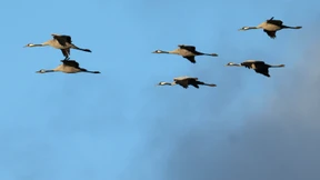 Zugvögel bleiben am Rhein