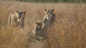 Jäger erlegen bekannten Löwen „Blondie“ in Nationalpark