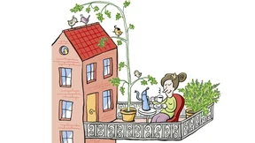 Betula, du alte Pionierin