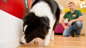 Hunde spüren Schimmel auf