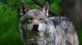 Bundesumweltministerin Lemke fordert mehr Wolfsabschüsse